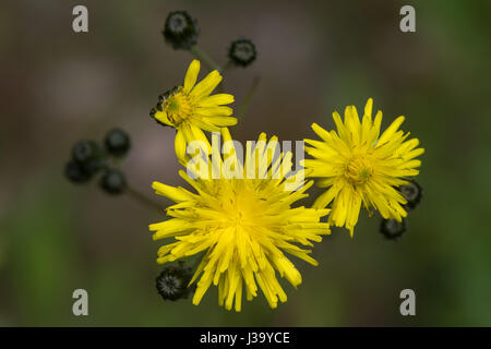 Schnabel des Hawk-Bart (Crepis Vesicaria) Blumen. Behaarte Pflanze in der Familie der Korbblütler (Asteraceae) mit behaarten Stängel und gelbe Blütenstände Stockfoto