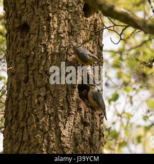 Paar der Kleiber (Sitta Europaea) vom Nest Loch. Zusammensetzung der Waldvögel in der Familie Sittidae, Besuch Verschachtelung Loch um Küken füttern Stockfoto