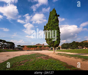 Zypresse im Circus Maximus, antiken römischen Stadion in der Nähe von Palatin, Rom, Italien Stockfoto