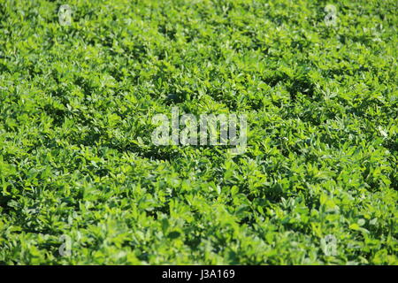Sämlinge im Bereich Landwirtschaft Stockfoto