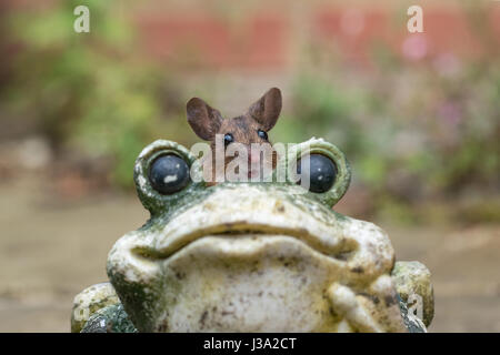 Waldmaus (Apodemus Sylvaticus) ziehen ein lustiges Gesicht auf ein Gartenornament Frosch, stach Ohrenanlegen Stockfoto