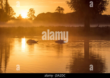 Paar Höckerschwäne (Cygnus Olor) schlafen im goldenen Licht friedlichen Teich bei Sonnenaufgang Stockfoto