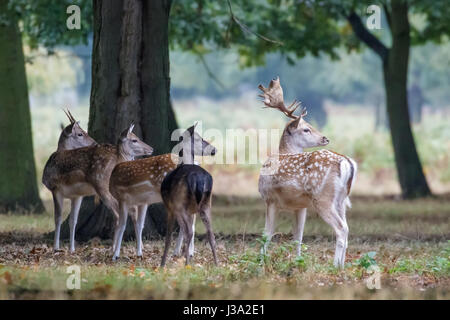 Gruppe von vier Damhirsch (Dama Dama) erschrocken durch etwas am Rande der Wälder Wäldchen Stockfoto