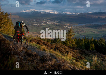 Ein Mountainbiker fährt eine Spur im Whinlatter, Englands einzige wahre Bergwald. Stockfoto