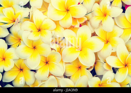 Frangipani tropischen Blumen Hintergrund Stockfoto