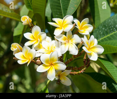 Frangipani oder Plumeria tropischen Blumen in der Natur Stockfoto