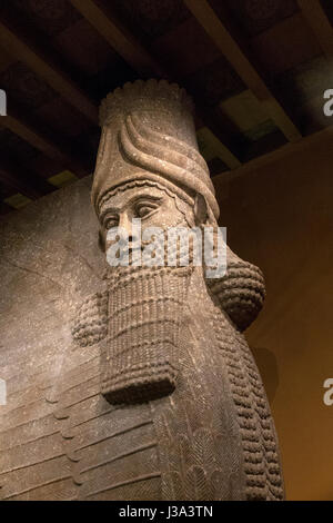 Unter der Leitung von menschlichen geflügelten Stier (Lamassu) von Khorsabad, Oriental Institute archäologische Museum der Universität Chicago Stockfoto