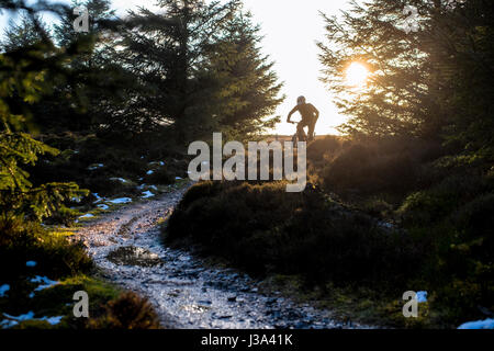Ein Mountainbiker fährt eine Spur im Whinlatter bei Sonnenuntergang, einzig wahre Bergwald Englands. Stockfoto