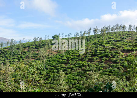 Teeplantage in Parisons Plantation Estate, Thalappuzha, Bezirk Wayanad, Kerala, Südindien, Südasien Stockfoto