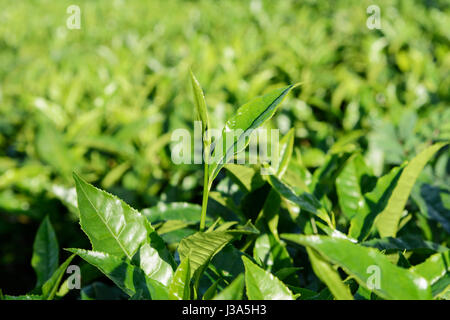 Nahaufnahme der Tee Blätter auf einer Teeplantage bei Parisons Plantation Estate, Thalappuzha, Bezirk Wayanad, Kerala, Südindien, Südasien Stockfoto