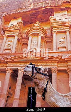 Kamel vor das Schatzhaus in Petra. Stockfoto