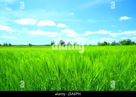 Grünes Feld und blauer Himmel Stockfoto