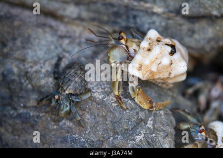 Nahaufnahme von einem kleinen Einsiedlerkrebs, Klettern auf den vulkanischen Felsen am Fuße des Strandes Stockfoto