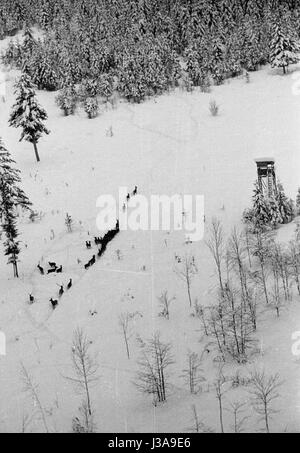 ''' Heu Luftbrücke '' für vom Aussterben bedrohte Wildtiere in den bayerischen Bergen, 1952' Stockfoto