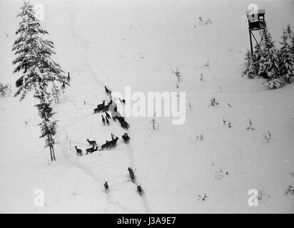 ''' Heu Luftbrücke '' für vom Aussterben bedrohte Wildtiere in den bayerischen Bergen, 1952' Stockfoto