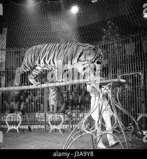 Zirkus-Programm mit Raubtieren, 1954 Stockfoto