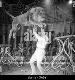 Zirkus-Programm mit Raubtieren, 1954 Stockfoto