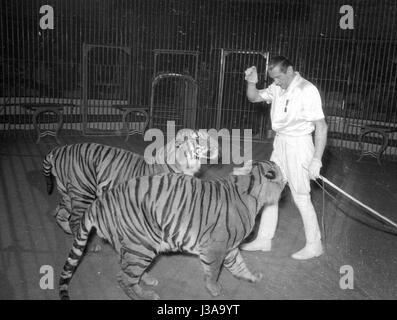 Zirkus-Programm mit Raubtieren, 1954 Stockfoto