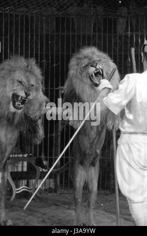 Zirkus-Programm mit Raubtieren, 1954 Stockfoto