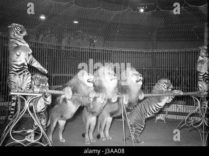 Zirkus-Programm mit Raubtieren, 1954 Stockfoto