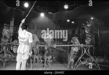 Zirkus-Programm mit Raubtieren, 1954 Stockfoto