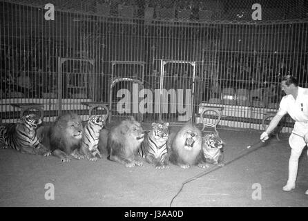 Zirkus-Programm mit Raubtieren, 1954 Stockfoto