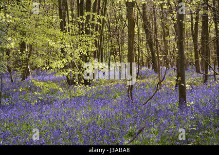 Bluebell Woods, Charing, Kent Stockfoto