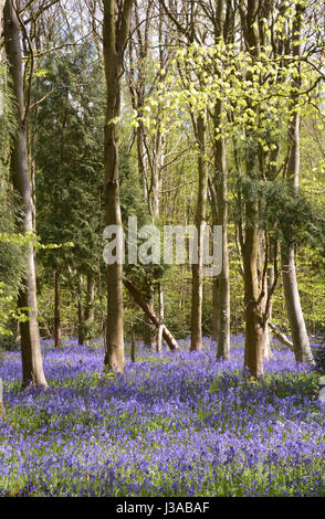 Bluebell Woods in Kent Stockfoto