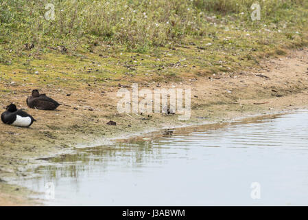 Ein junger Kiebitz (Vanellus Vanellus) Küken trinken Stockfoto