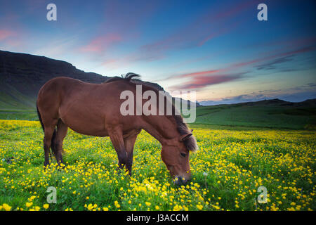 Islandpferd in einem Feld von Blumen Weiden Stockfoto