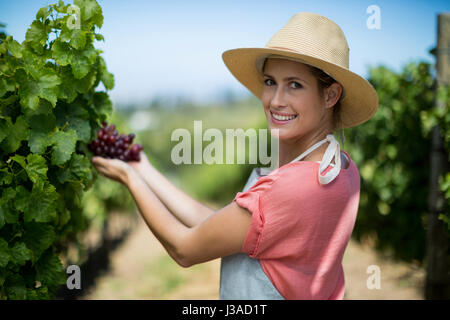 Porträt von glücklich Bäuerin mit roten Trauben im Weinberg Stockfoto