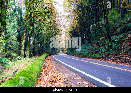 Kurvenreiche Straße durch die schönen wilden Herbst Wald mit Laub auf den Straßenrand, vergilbte mit Moos bewachsenen Bäumen, junge Triebe und Protokolle Stockfoto