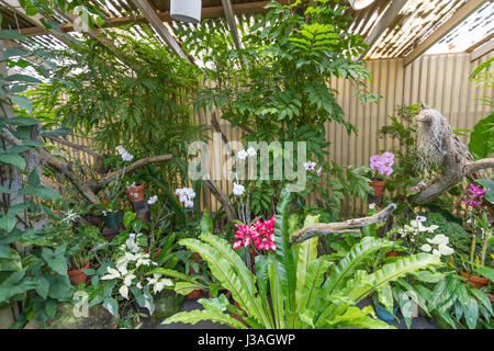 Honolulu-Hawaii 16. Februar 2017 Foster Botanical Gardens in Honolulu Hawaii Stockfoto