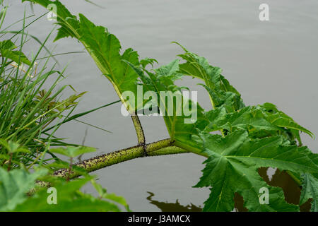 Riesen Bärenklau wächst neben dem Grand Union Canal, Leicestershire, UK Stockfoto