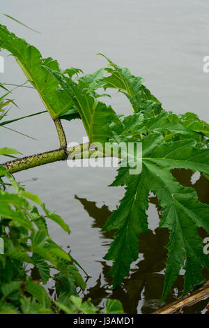 Riesen Bärenklau wächst neben dem Grand Union Canal, Leicestershire, UK Stockfoto