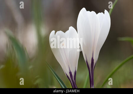 Zwei weiße Krokusblüten Closeup mit einer weichen, unscharfen Hintergrund Stockfoto