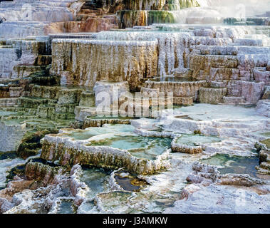 Minerva Terrasse, Mammoth Hot Springs Stockfoto