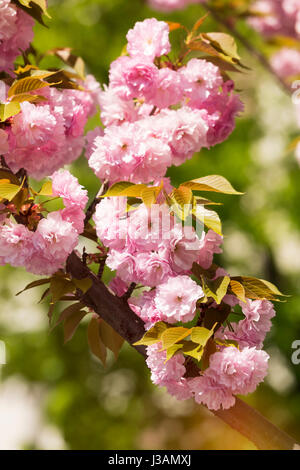 Sakura Frühlingsblumen blühen an sonnigen Tag. Makro, Tiefenschärfe, Vintage getönten Bild, Leerzeichen Stockfoto