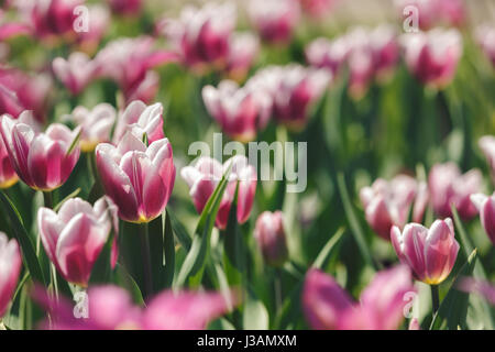 Tulpen wachsen In Feld, Nahaufnahme Stockfoto