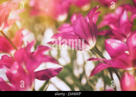 Tulpen wachsen In Feld, Nahaufnahme Stockfoto
