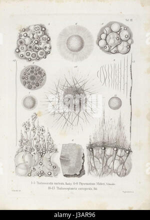 Die Radiolarien (Rhizopoda Radiata) Ernst Haeckel Tafel 04 Stockfoto