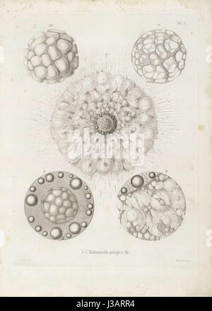Die Radiolarien (Rhizopoda Radiata) Ernst Haeckel Tafel 01 Stockfoto