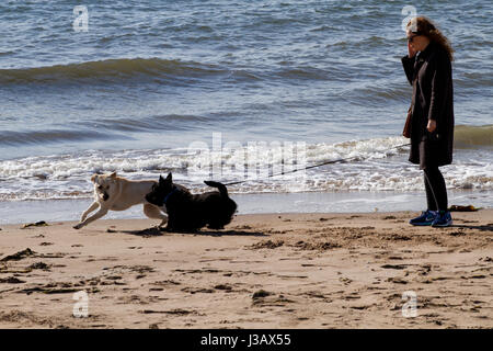 Dundee, Tayside, Scotland, UK. 4. Mai 2017. UK-Wetter: angenehm warmes Wetter in Tayside, UK.  Eine junge Frau zu Fuß ihren beiden Hunden Broughty Ferry Strand entlang an einem herrlichen sonnigen Mai Morgen in Dundee, Großbritannien. Bildnachweis: Dundee Photographics /Alamy Live-Nachrichten. Stockfoto