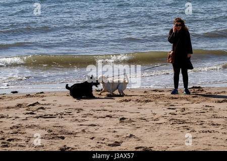 Dundee, Tayside, Scotland, UK. 4. Mai 2017. UK-Wetter: angenehm warmes Wetter in Tayside, UK.  Eine junge Frau zu Fuß ihren beiden Hunden Broughty Ferry Strand entlang an einem herrlichen sonnigen Mai Morgen in Dundee, Großbritannien. Bildnachweis: Dundee Photographics /Alamy Live-Nachrichten. Stockfoto