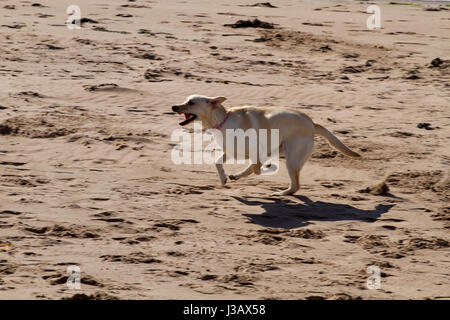 Dundee, Tayside, Scotland, UK. 4. Mai 2017. UK-Wetter: angenehm warmes Wetter in Tayside, UK.  Ein junger golden Labrador Hund läuft über den Sand Broughty Ferry Strand entlang an einem herrlichen sonnigen Mai Morgen in Dundee, Großbritannien. Bildnachweis: Dundee Photographics /Alamy Live-Nachrichten Stockfoto