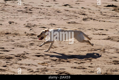 Dundee, Tayside, Scotland, UK. 4. Mai 2017. UK-Wetter: angenehm warmes Wetter in Tayside, UK.  Ein junger golden Labrador Hund läuft über den Sand Broughty Ferry Strand entlang an einem herrlichen sonnigen Mai Morgen in Dundee, Großbritannien. Bildnachweis: Dundee Photographics /Alamy Live-Nachrichten Stockfoto