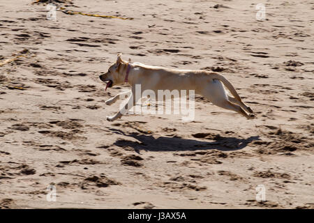 Dundee, Tayside, Scotland, UK. 4. Mai 2017. UK-Wetter: angenehm warmes Wetter in Tayside, UK.  Ein junger golden Labrador Hund läuft über den Sand Broughty Ferry Strand entlang an einem herrlichen sonnigen Mai Morgen in Dundee, Großbritannien. Bildnachweis: Dundee Photographics /Alamy Live-Nachrichten Stockfoto