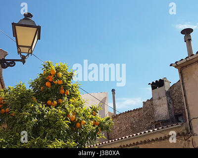 Valledemossa, Mallorca, Spanien. 5. April 2017. Ein Orangenbaum wächst zwischen den Häusern in den Valledemossa, Mallorca, Spanien, 5. April 2017. Das Dorf liegt im Nordwesten der Insel und ist bei Touristen sehr beliebt. Foto: Alexandra Schuler/Dpa/Alamy Live News Stockfoto