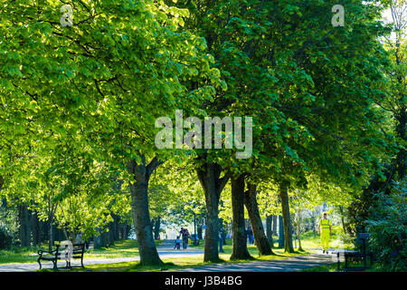 Aberystwyth, Wales, UK. 5. Mai 2017. UK-Wetter: Menschen zu Fuß entlang des Allee Plascrug Parks in der Frühlingssonne warm am frühen Morgen in Aberystwyth Wales UK. Viel des Nordens des Vereinigten Königreichs wird voraussichtlich hellen sonnigen und warmen Photo Credit: Keith Morris/Alamy Live-Nachrichten Stockfoto