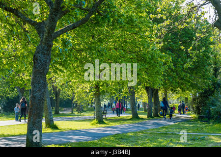 Aberystwyth, Wales, UK. 5. Mai 2017. UK-Wetter: Menschen zu Fuß entlang des Allee Plascrug Parks in der Frühlingssonne warm am frühen Morgen in Aberystwyth Wales UK. Viel des Nordens des Vereinigten Königreichs wird voraussichtlich hellen sonnigen und warmen Photo Credit: Keith Morris/Alamy Live-Nachrichten Stockfoto